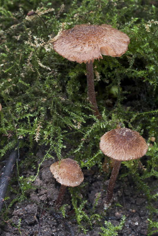 Inocybe calospora